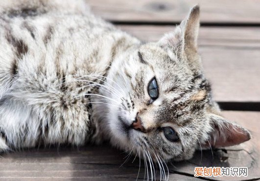 虎斑猫认主吗 虎斑猫认主