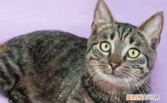 虎斑猫喜欢什么 虎斑猫喜欢人