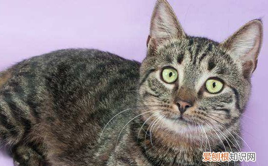 虎斑猫喜欢什么 虎斑猫喜欢人
