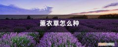 薰衣草种子的种植方法和注意事项 薰衣草怎么种，薰衣草种子种植方法