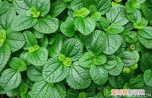 留兰香的主要价值留兰香与薄荷的区别