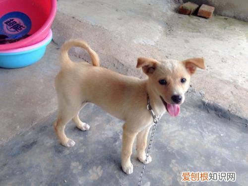 什么是金钱尾狗 金钱尾土狗的标准