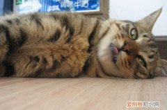 猫咪讨厌主人摸它吗 猫咪讨厌主人