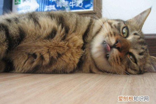 猫咪讨厌主人摸它吗 猫咪讨厌主人