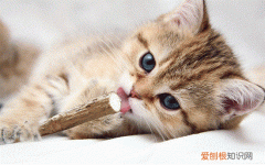 猫咪被吓到了什么症状 猫咪被吓到
