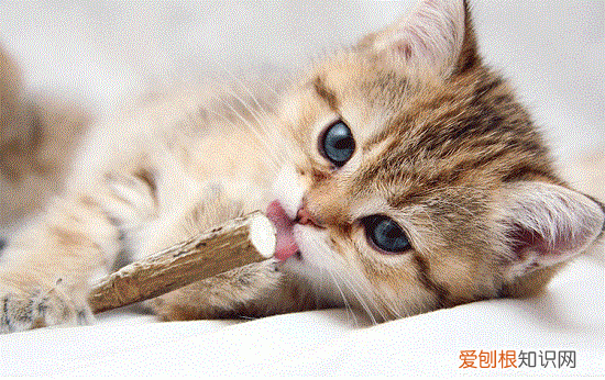 猫咪被吓到了什么症状 猫咪被吓到