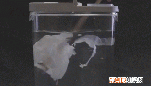 用完的厕纸该冲掉还是扔进垃圾桶