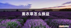 薰衣草什么时候移栽好 薰衣草怎么换盆，薰衣草什么季节换盆