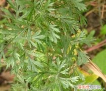 茵陈是什么茵陈的功效与作用