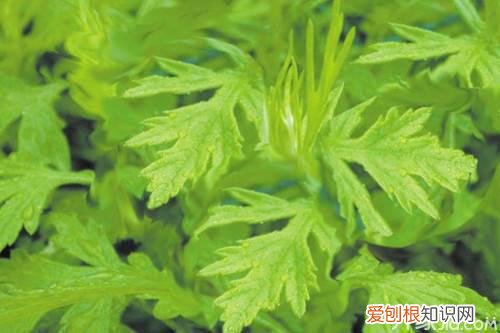 茵陈是什么茵陈的功效与作用