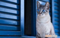 猫咪一天喝水量是多少 猫咪一天喝水