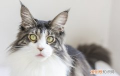 缅因猫掉毛严重么 缅因猫掉毛很厉害吗