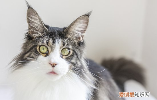 缅因猫掉毛严重么 缅因猫掉毛很厉害吗