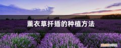 薰衣草种子种下要多久浇水一次 薰衣草扦插的种植方法，薰衣草扦插多久生根
