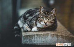 猫咪生完小猫不吃东西怎么办 猫咪生完小猫