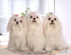 马尔济斯犬贵吗 养马尔济斯犬费钱吗