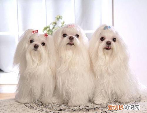 马尔济斯犬贵吗 养马尔济斯犬费钱吗