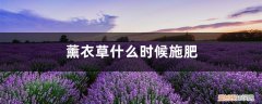 薰衣草几天浇水一次 薰衣草什么时候施肥，薰衣草怎么施肥