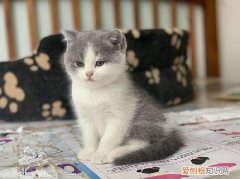 三个多月的猫正常体重 三个月的猫咪体型