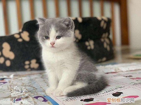 三个多月的猫正常体重 三个月的猫咪体型