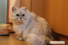猫产后出血臭 猫产后出血