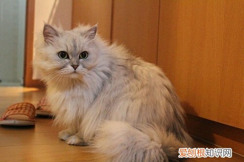猫产后出血臭 猫产后出血