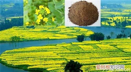 油菜籽栽培技术一学就会油菜籽图片鉴赏