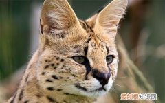 中国养薮猫犯法吗 薮猫在中国养犯法吗