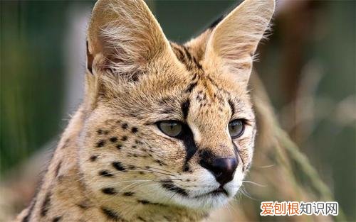 中国养薮猫犯法吗 薮猫在中国养犯法吗