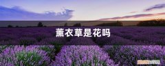 薰衣草到底是花还是草 薰衣草是花吗，薰衣草花什么样子