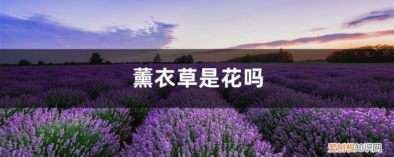薰衣草到底是花还是草 薰衣草是花吗，薰衣草花什么样子
