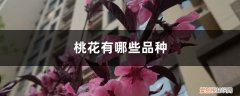 桃花的品种名称 桃花有哪些品种，观赏桃花品种
