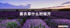 薰衣草一般几月份开花 薰衣草什么时候开，薰衣草花期几天