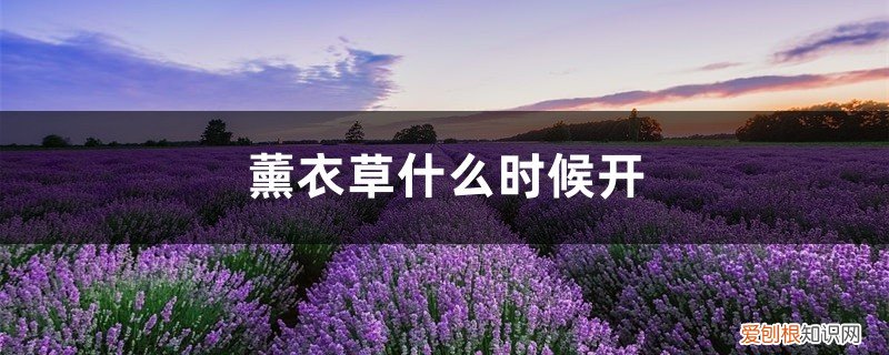薰衣草一般几月份开花 薰衣草什么时候开，薰衣草花期几天