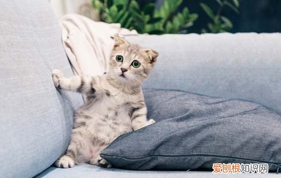 小猫喝牛奶拉稀怎么办 用什么药 小猫喝牛奶拉稀