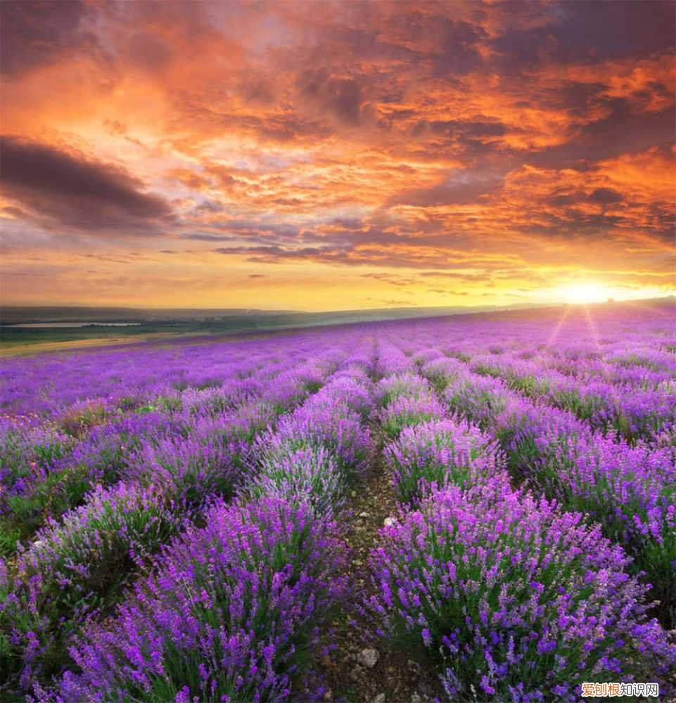 怎么种植薰衣草 薰衣草如何种植，薰衣草的种植方法介绍