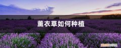 怎么种植薰衣草 薰衣草如何种植，薰衣草的种植方法介绍