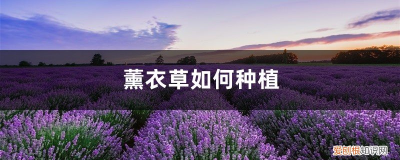 怎么种植薰衣草 薰衣草如何种植，薰衣草的种植方法介绍
