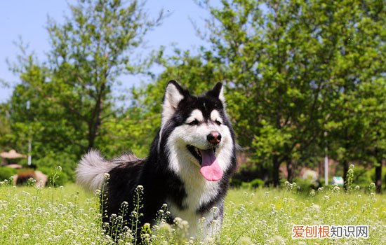 纯种阿拉斯加犬的特征 纯阿拉斯加特征