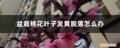 盆栽桃树叶子发黄是怎么回事 盆栽桃花叶子发黄脱落怎么办，桃花叶子发黄是怎么回事