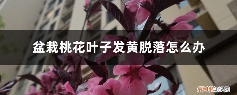 盆栽桃树叶子发黄是怎么回事 盆栽桃花叶子发黄脱落怎么办,桃花叶子发黄是怎么回事