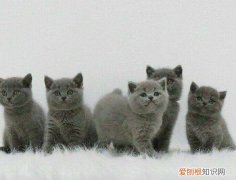两个月的猫老是攻击人 2个月小猫有攻击性
