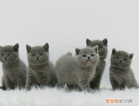 两个月的猫老是攻击人 2个月小猫有攻击性