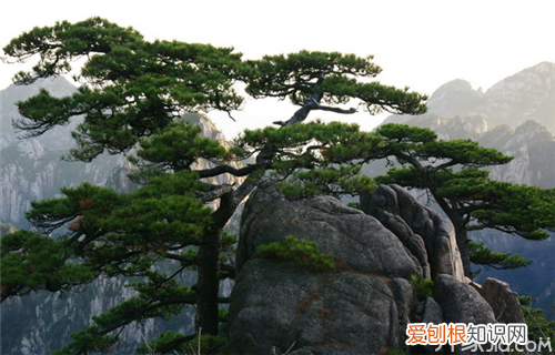 松树叶的功效与作用 松树叶竟然还能治病