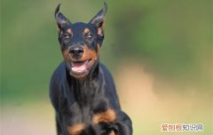 杜宾犬多大认主人 杜宾犬多大开始认主