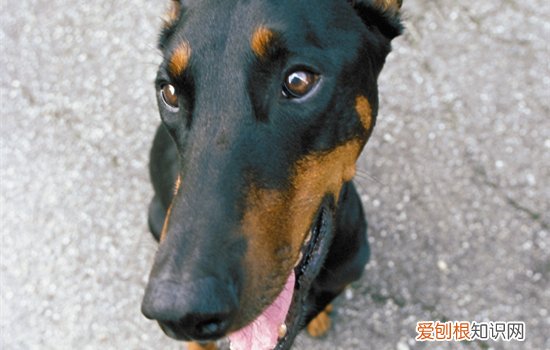 杜宾幼犬刚一个月怎么喂养 杜宾犬几个月开始认主