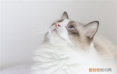 布偶猫粘人但是不让抱 布偶猫粘人