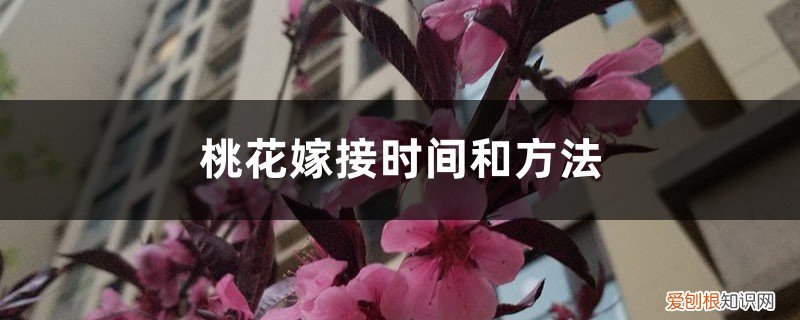 桃花可以嫁接吗 桃花嫁接时间和方法，观赏桃花能在什么时候嫁接