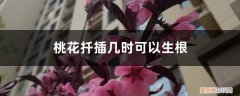 桃花什么时候扦插 桃花扦插几时可以生根，桃花可以扦插吗