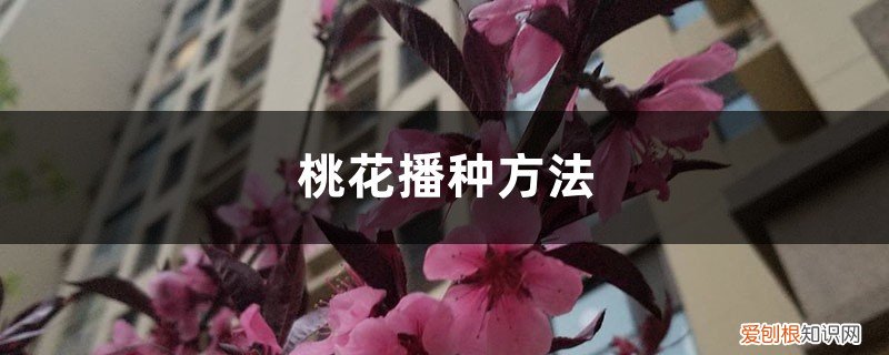 桃花怎么栽种 桃花播种方法,桃花是怎样播种的